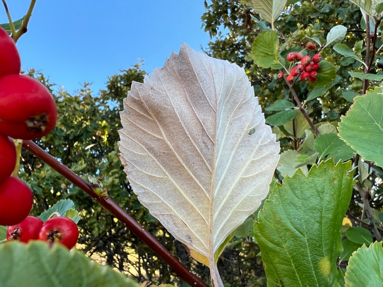 Sorbus taurica