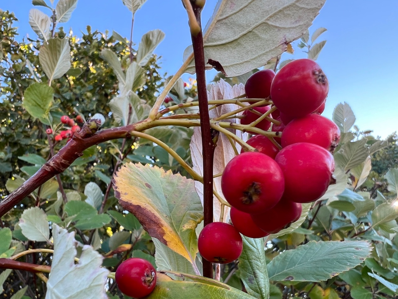 Sorbus taurica