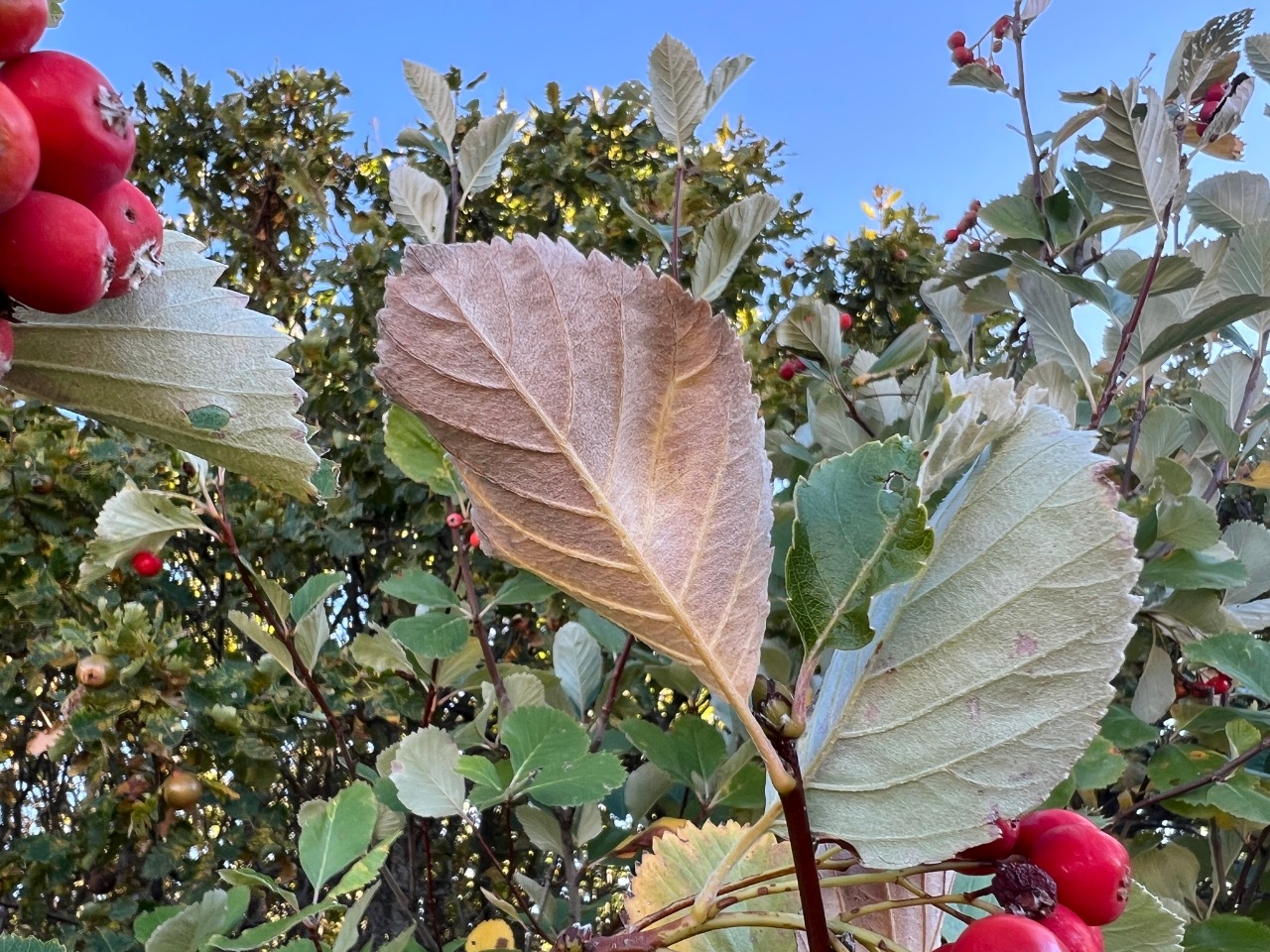 Sorbus taurica