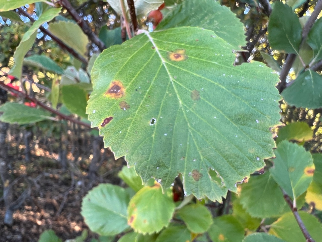 Sorbus taurica