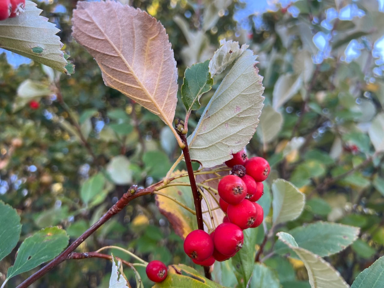 Sorbus taurica