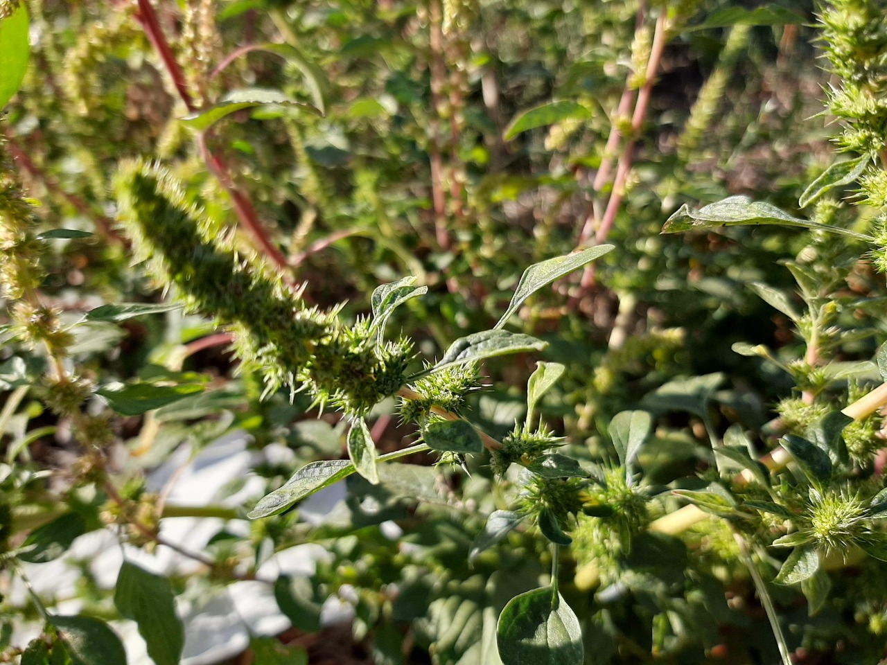 Amaranthus palmeri