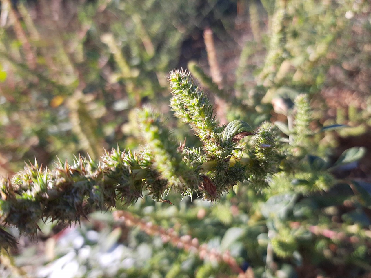 Amaranthus palmeri