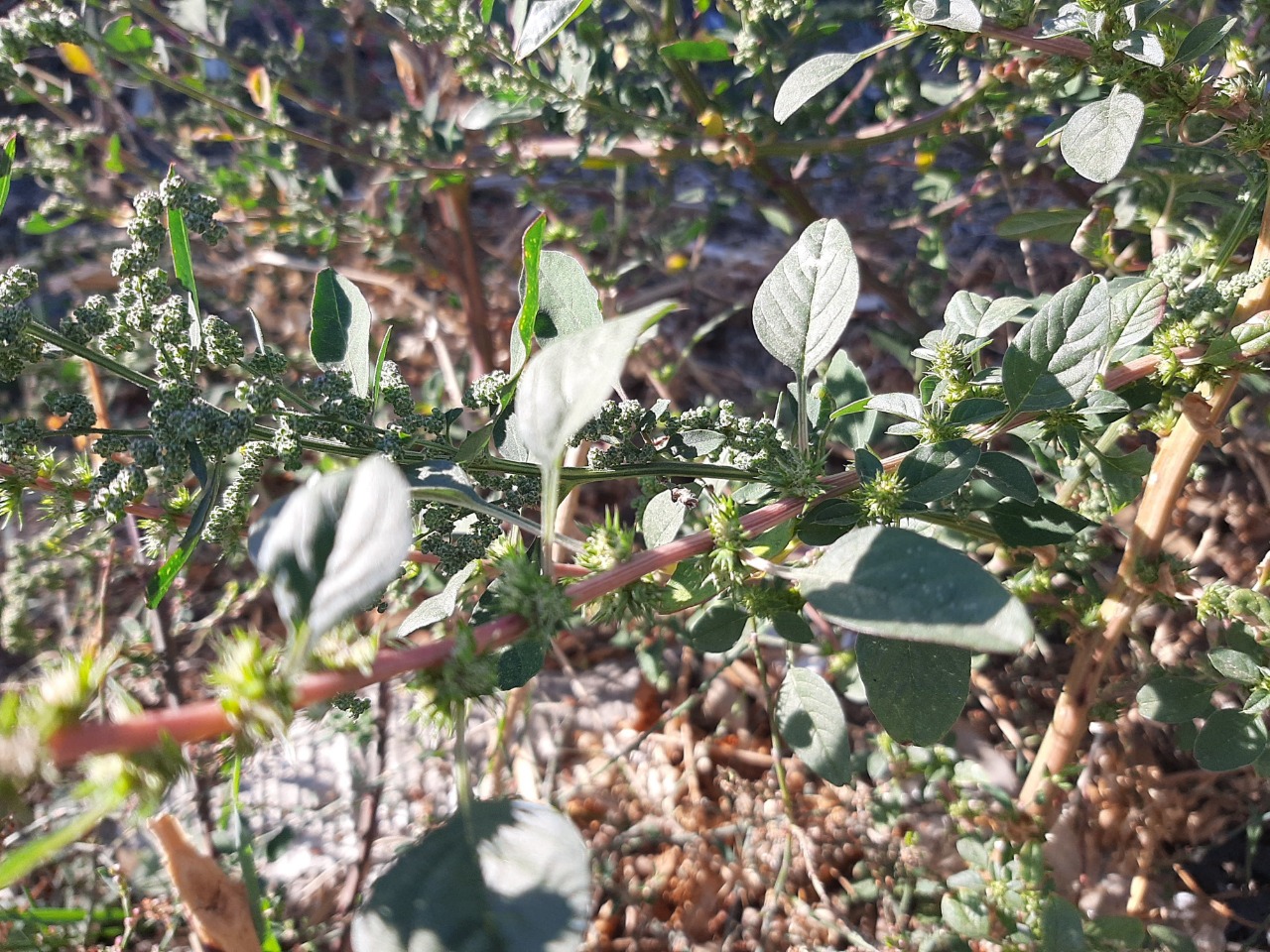 Amaranthus palmeri