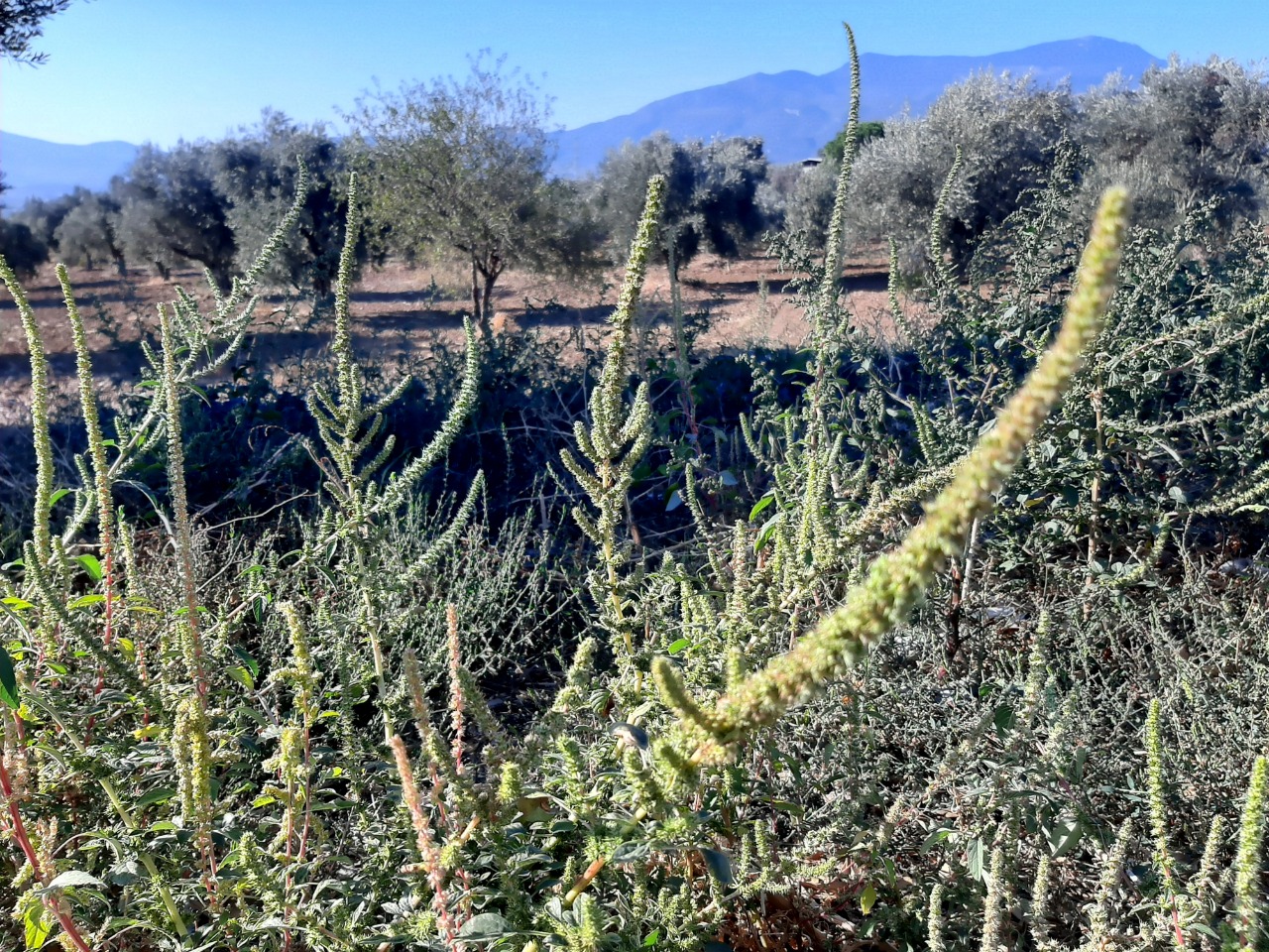 Amaranthus palmeri