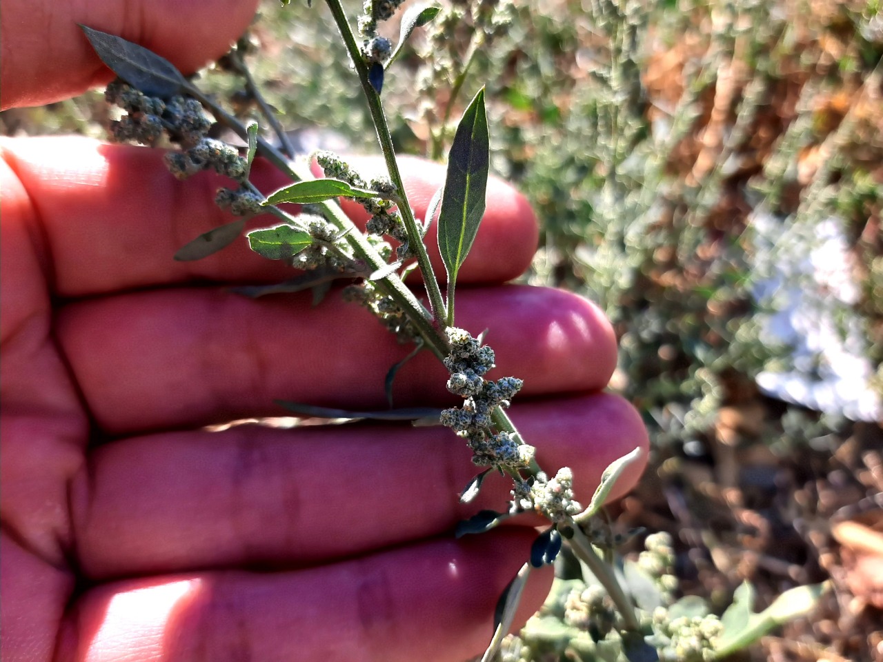 Chenopodium ambrosioides