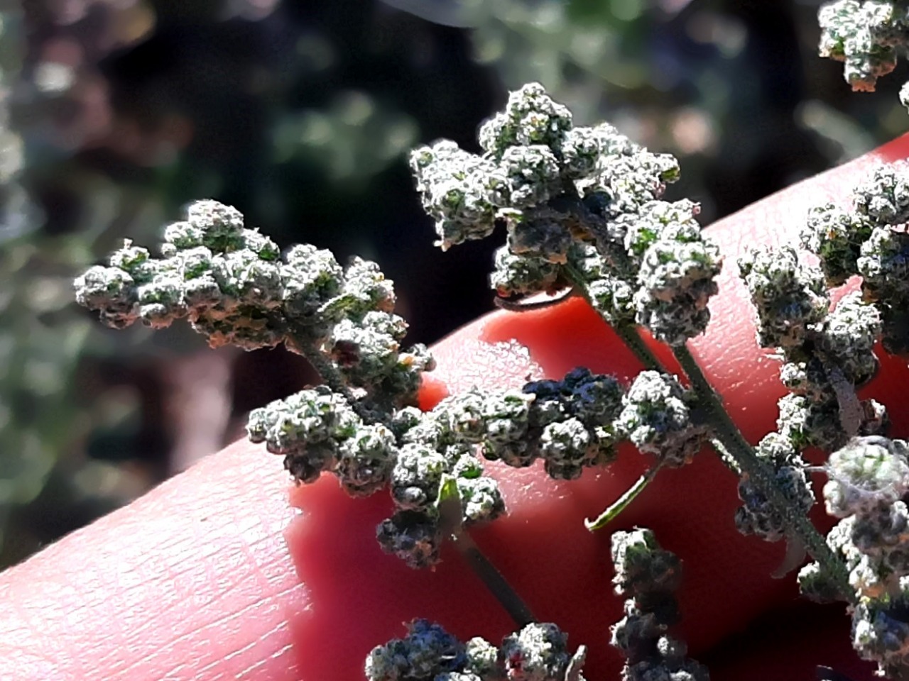 Chenopodium ambrosioides