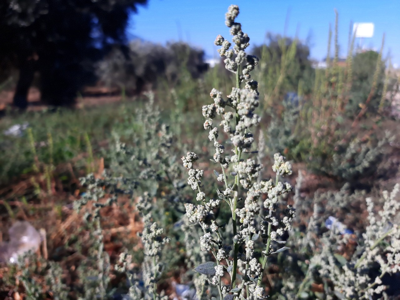 Chenopodium ambrosioides