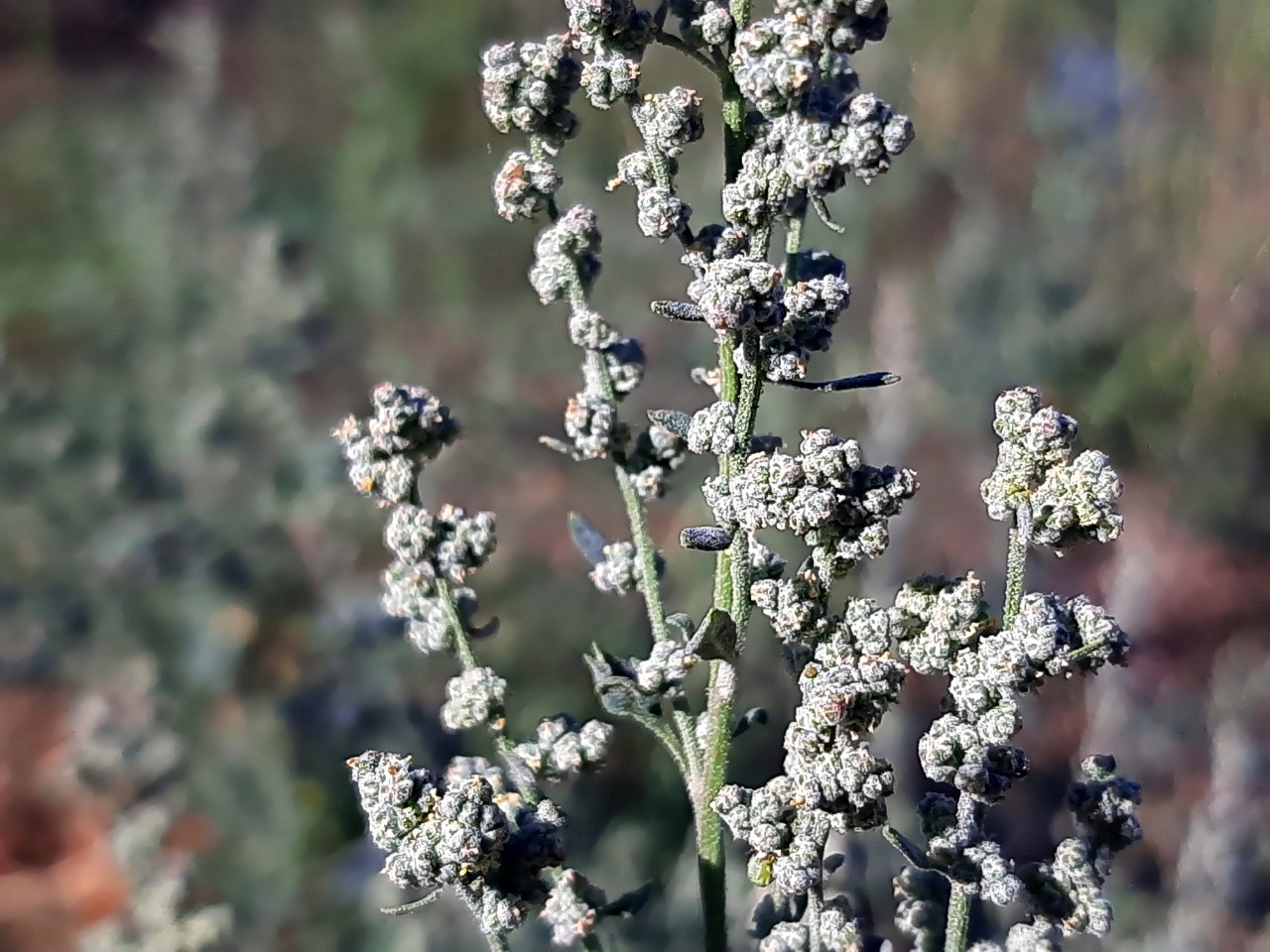 Chenopodium ambrosioides