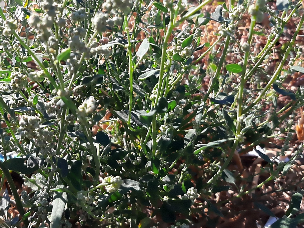 Chenopodium ambrosioides