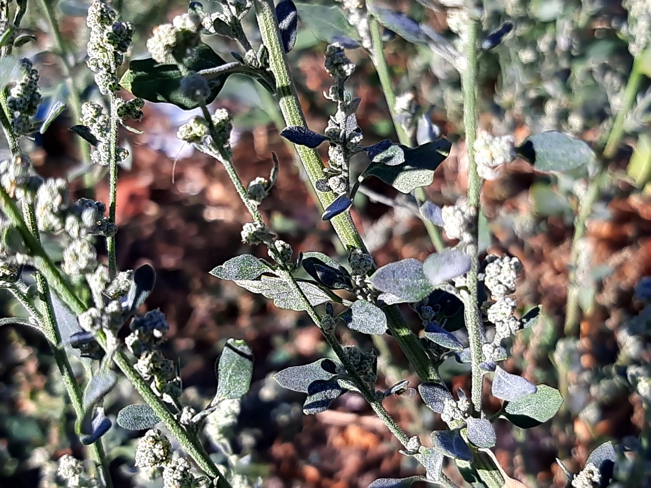 Chenopodium ambrosioides