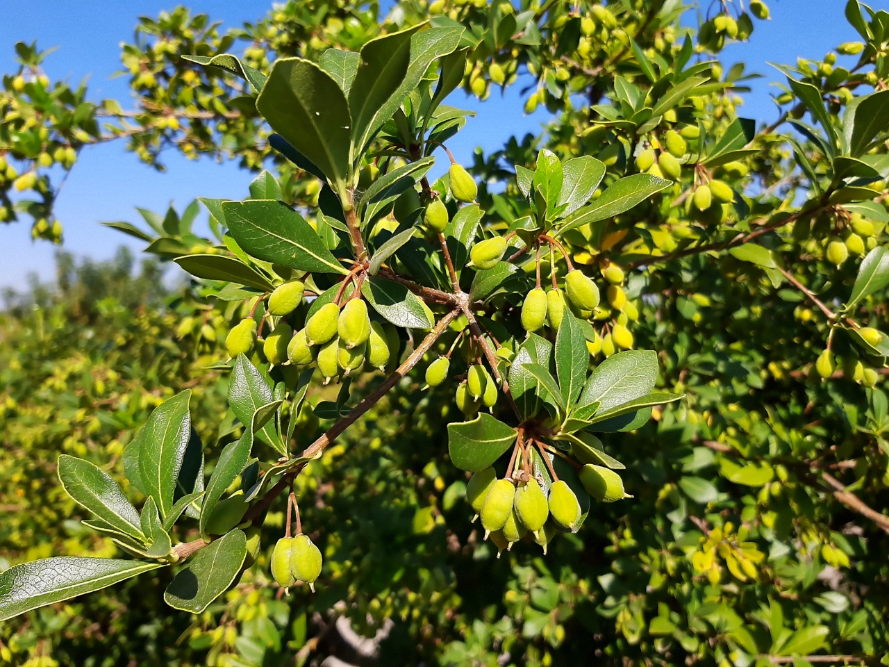 Pittosporum heterophyllum