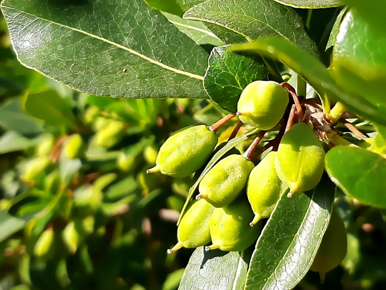 Pittosporum heterophyllum