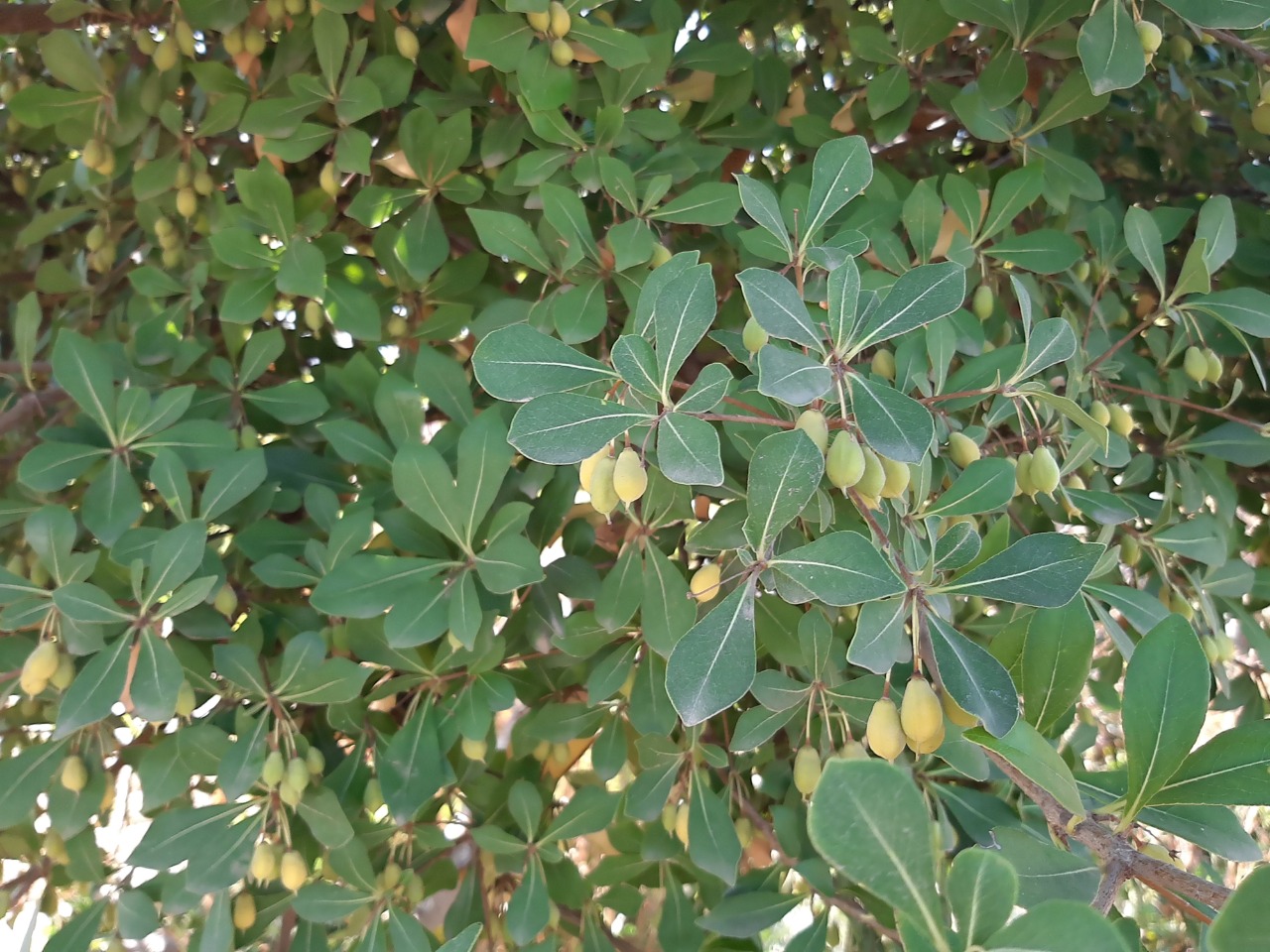 Pittosporum heterophyllum