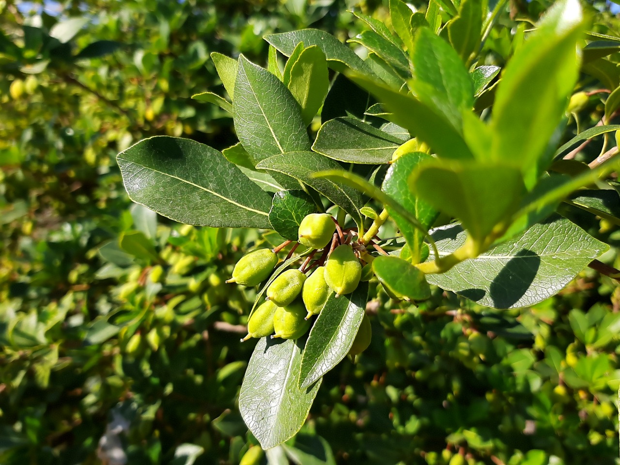 Pittosporum heterophyllum