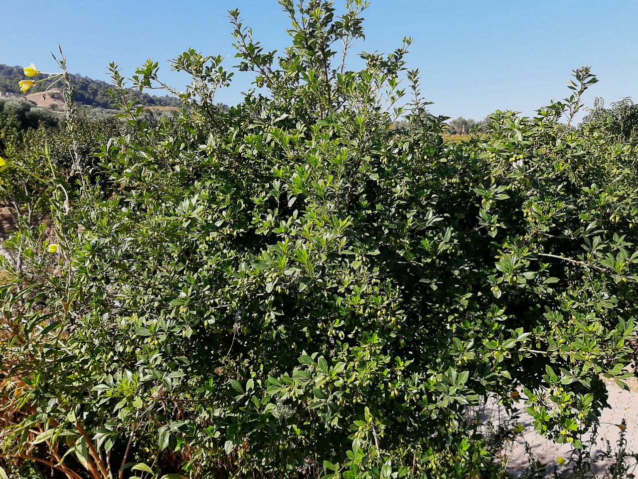 Pittosporum heterophyllum