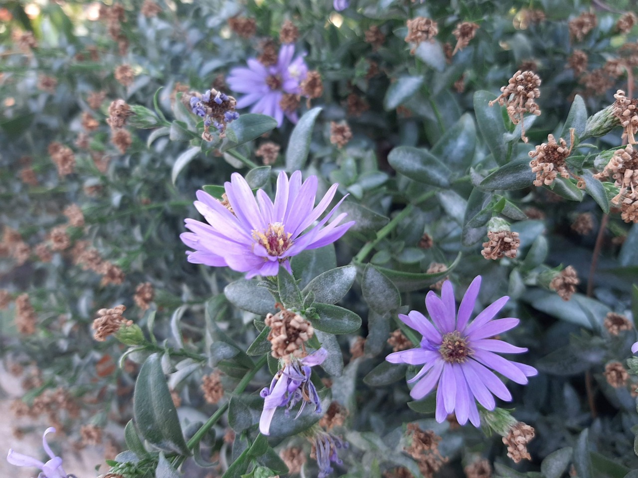 Symphyotrichum sericeum