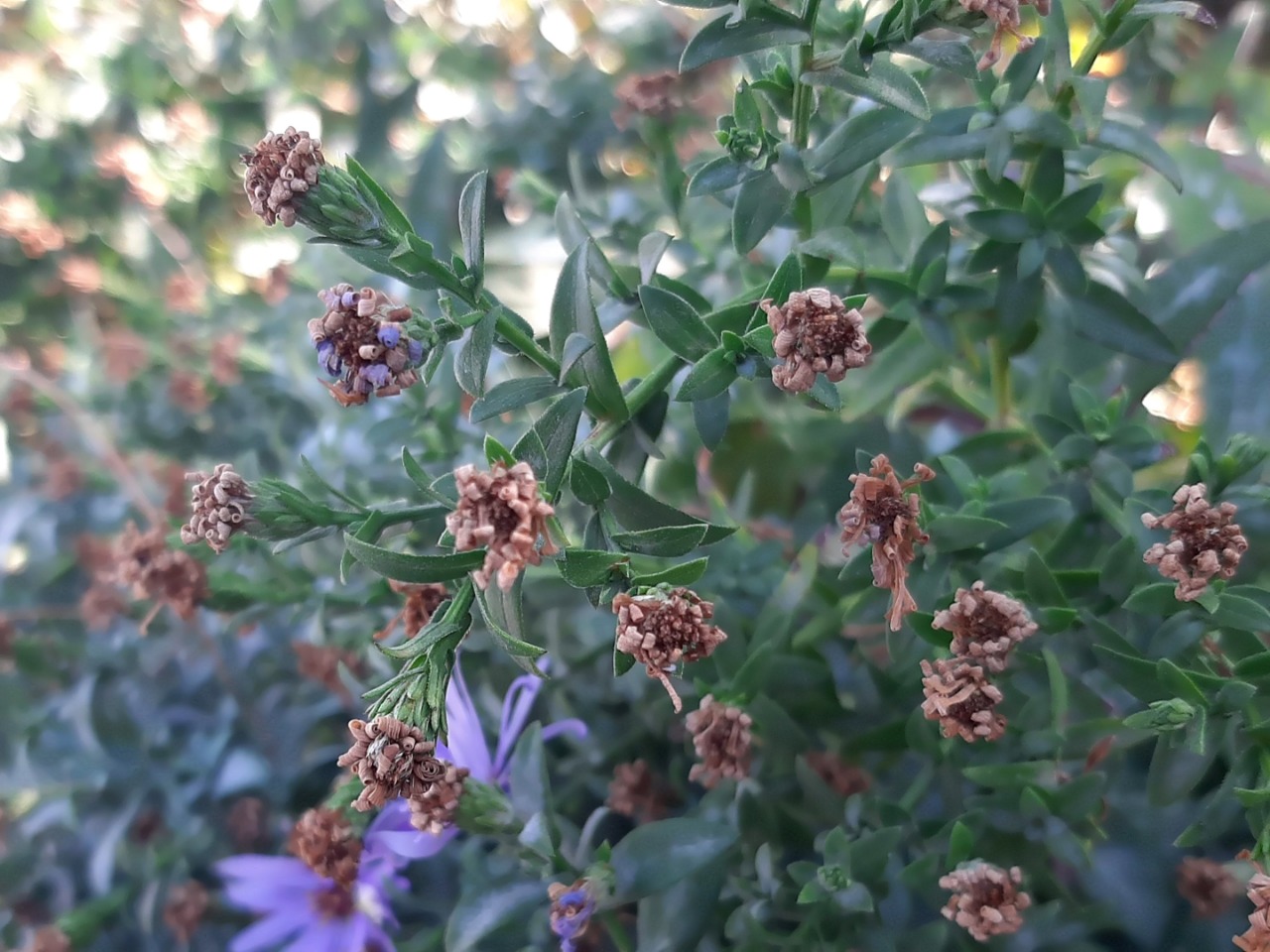 Symphyotrichum sericeum