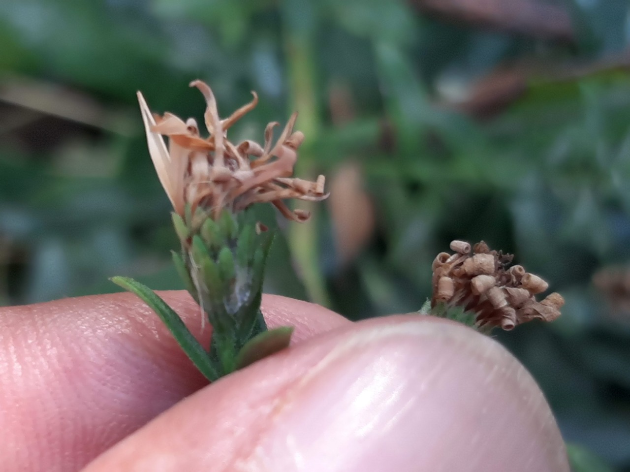 Symphyotrichum sericeum