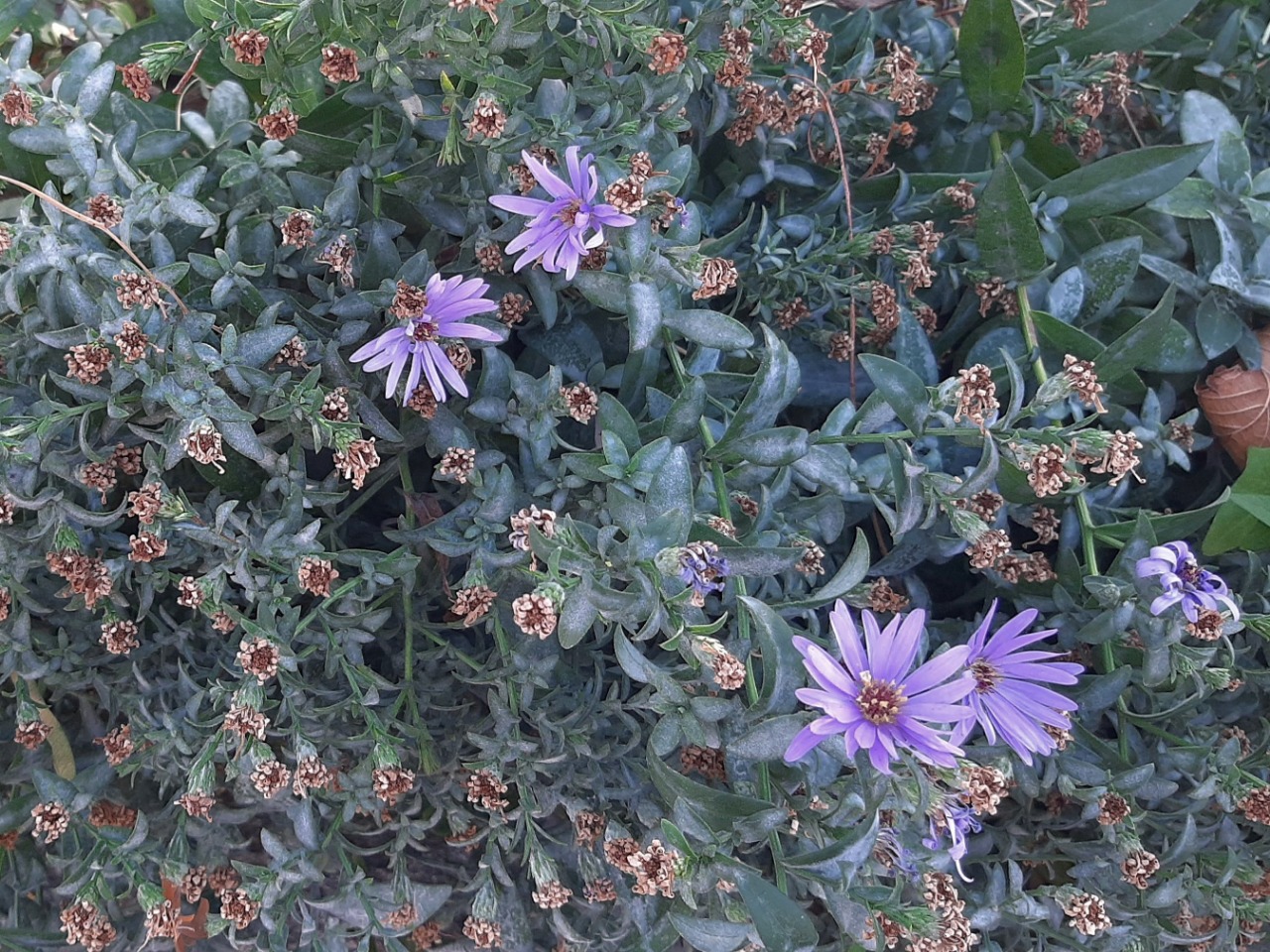 Symphyotrichum sericeum