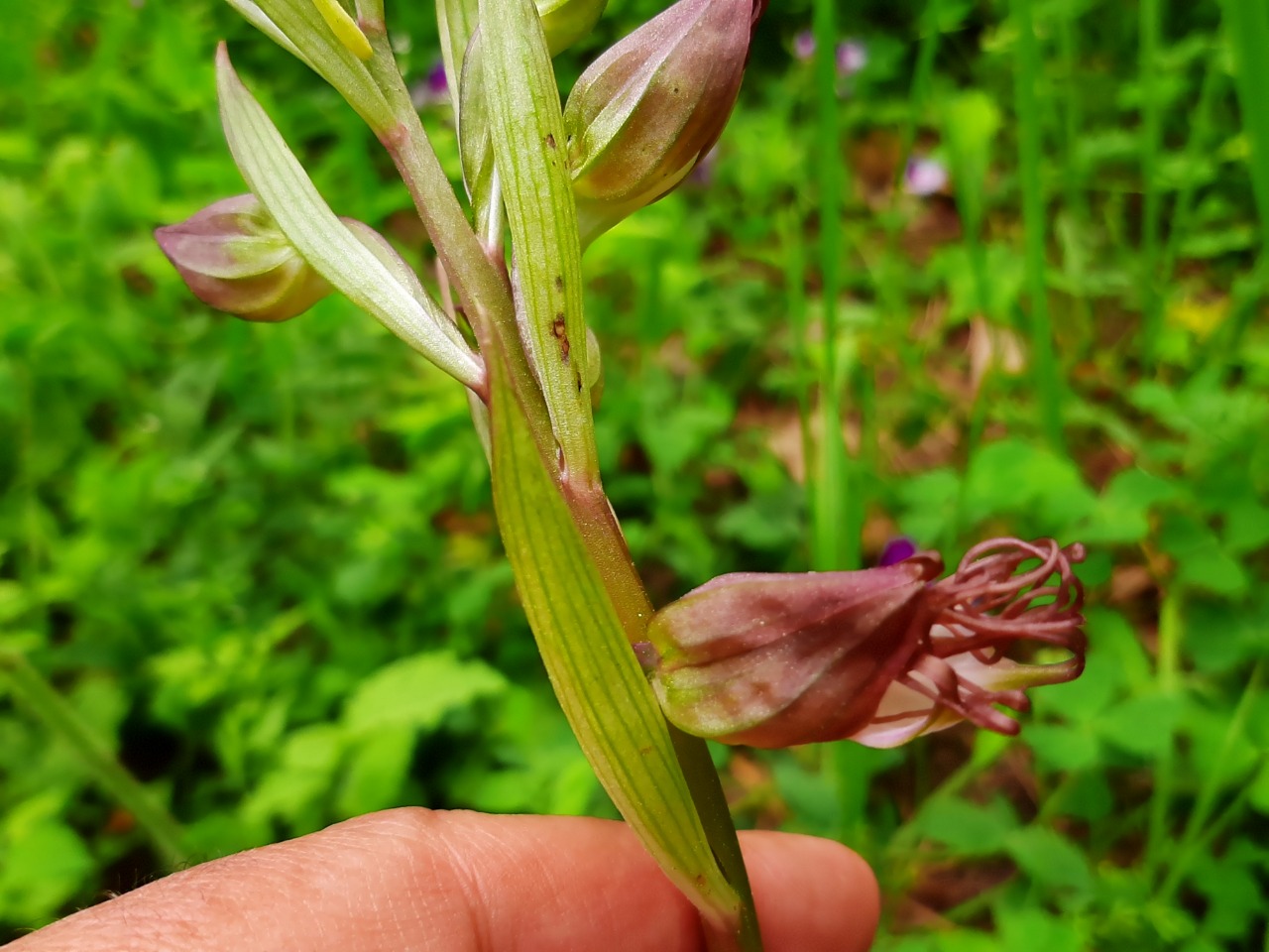 Himantoglossum comperianum
