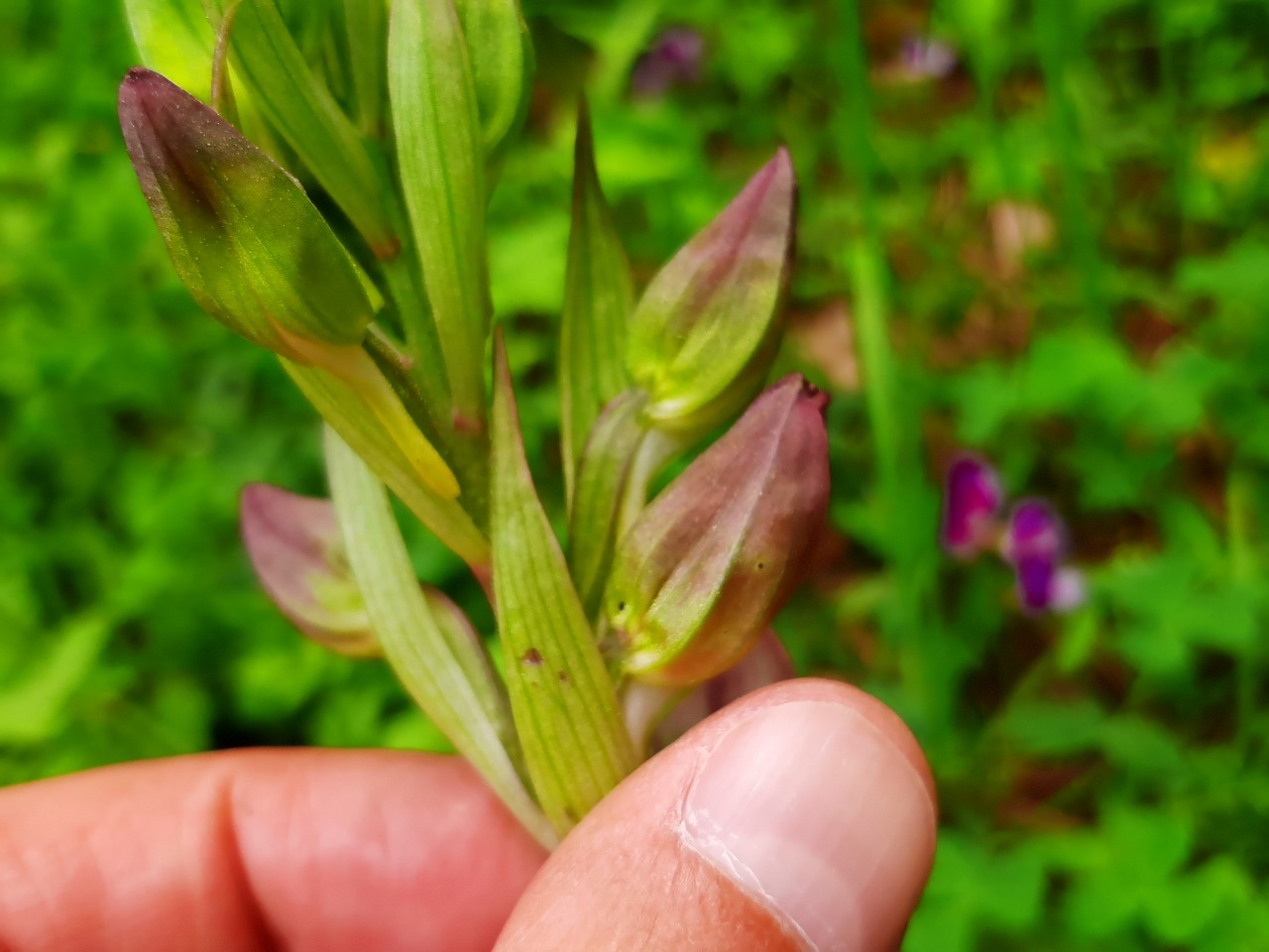 Himantoglossum comperianum