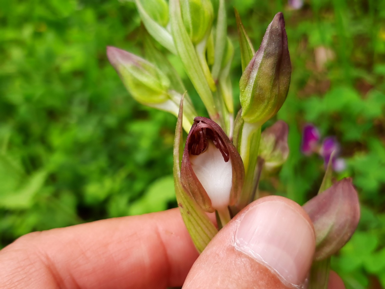 Himantoglossum comperianum