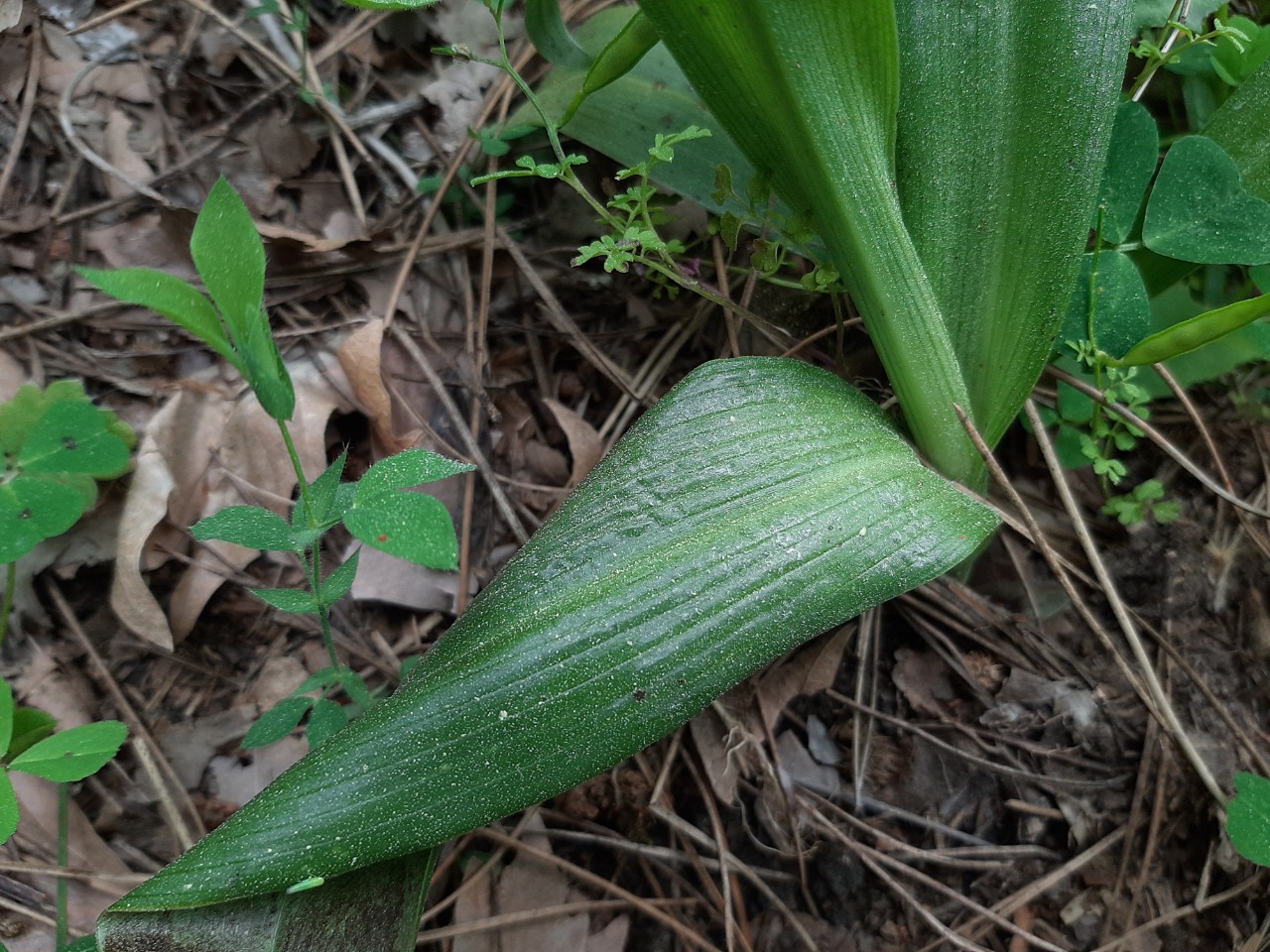 Himantoglossum comperianum