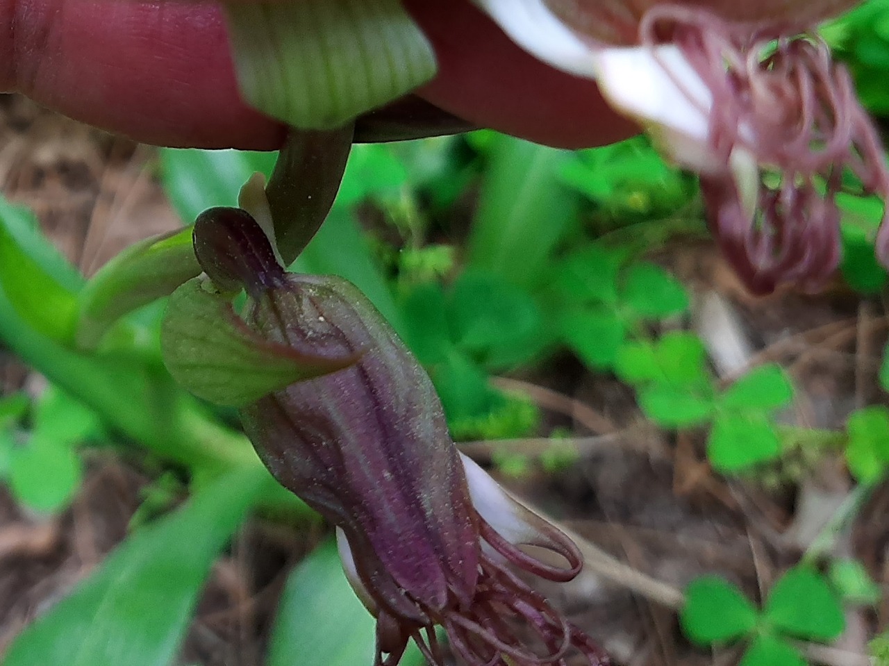 Himantoglossum comperianum