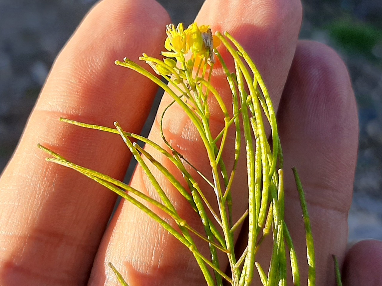 Sisymbrium irio