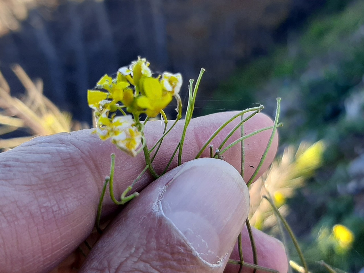 Sisymbrium irio