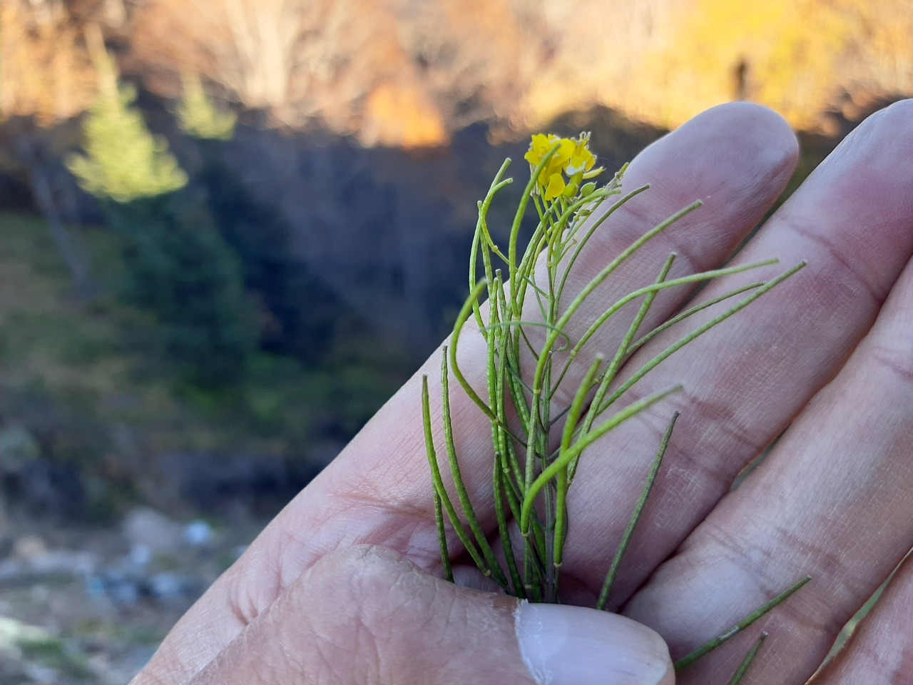 Sisymbrium irio