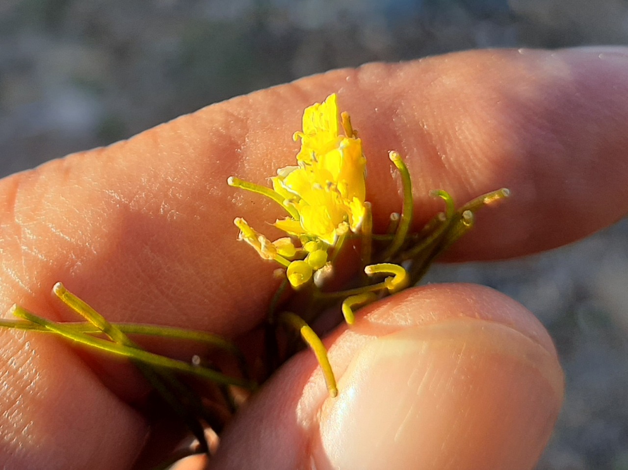 Sisymbrium irio