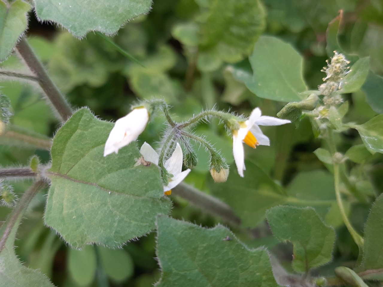 Solanum nigrum