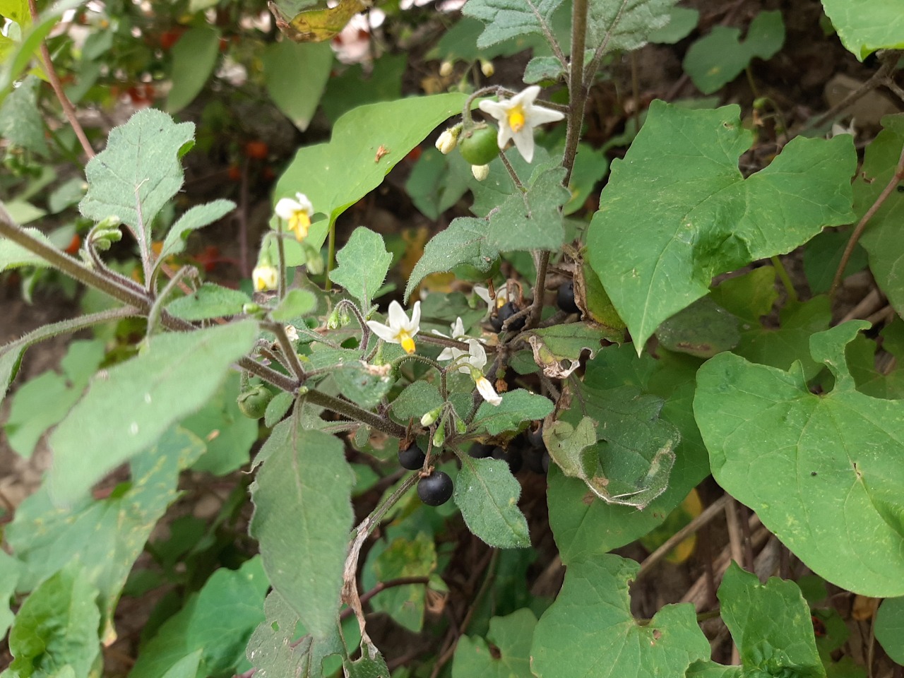 Solanum nigrum