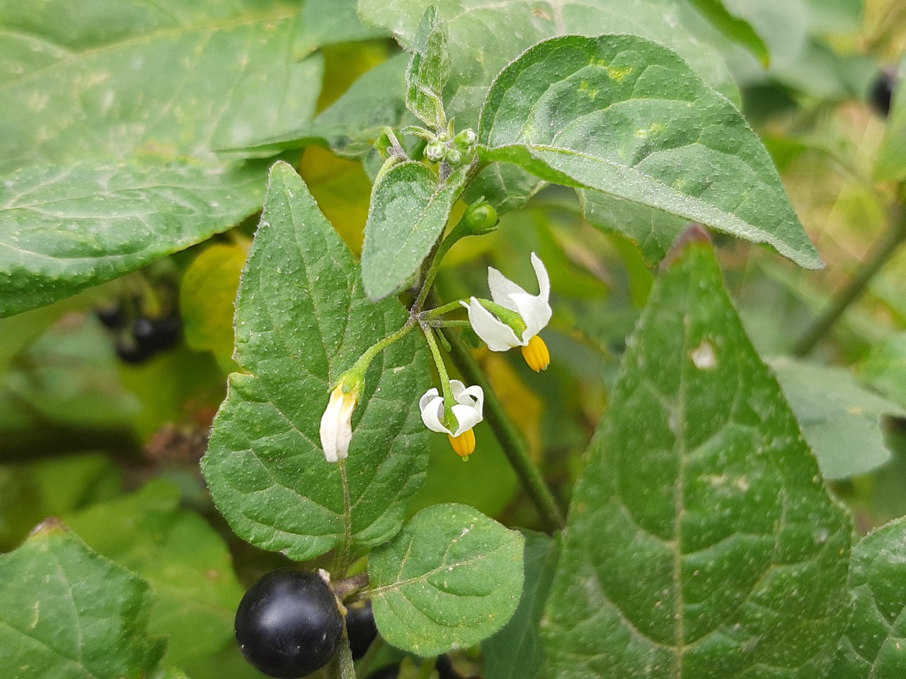 Solanum nigrum