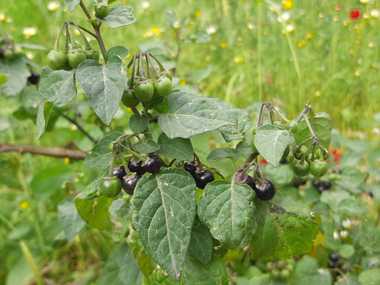 Solanum nigrum