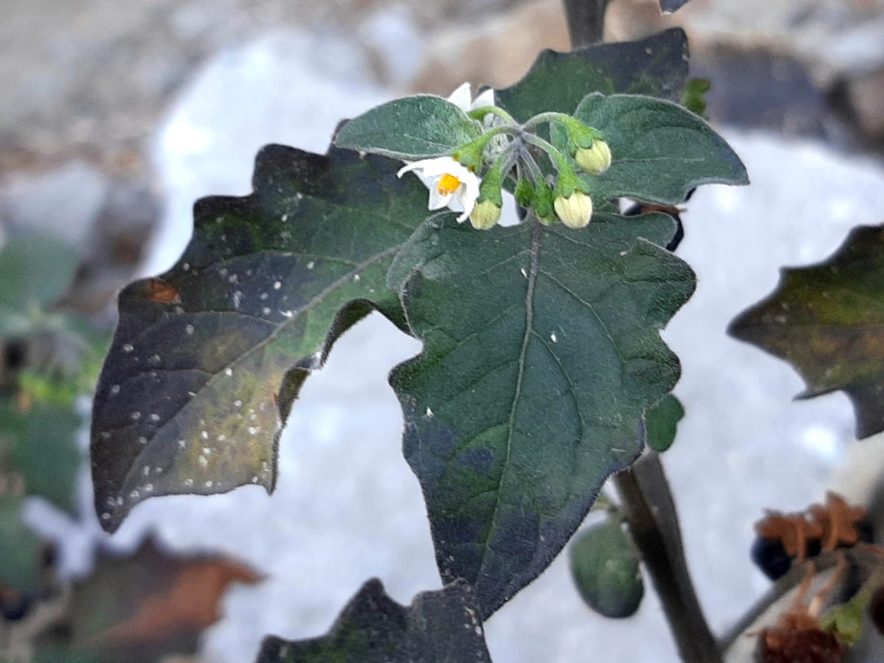 Solanum nigrum