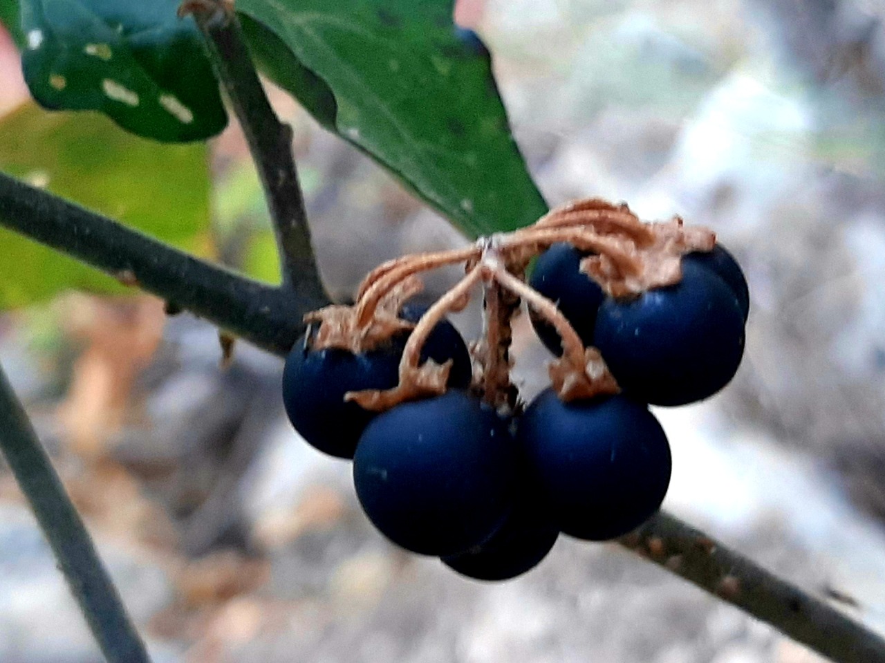 Solanum nigrum