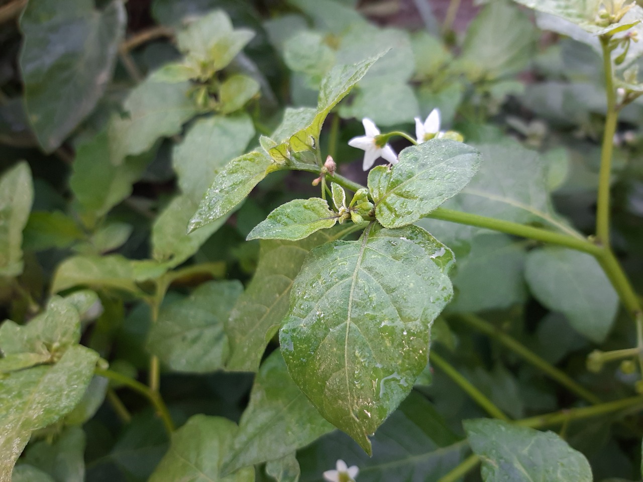 Solanum nigrum