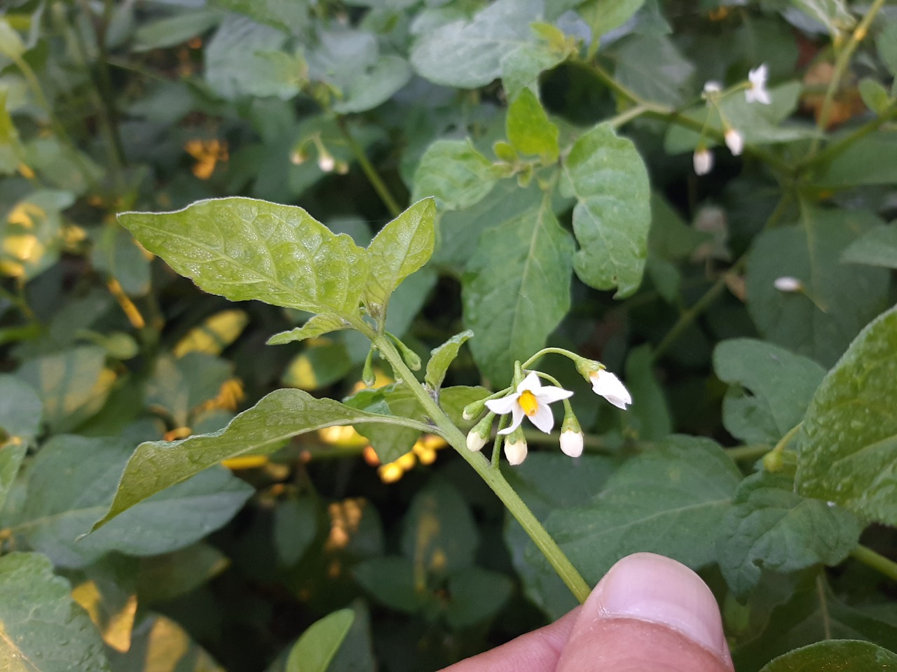 Solanum nigrum