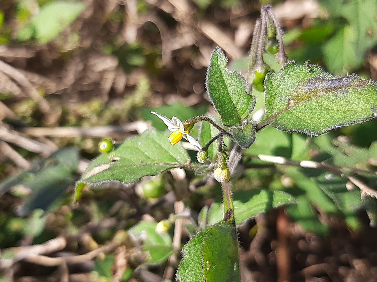 Solanum nigrum