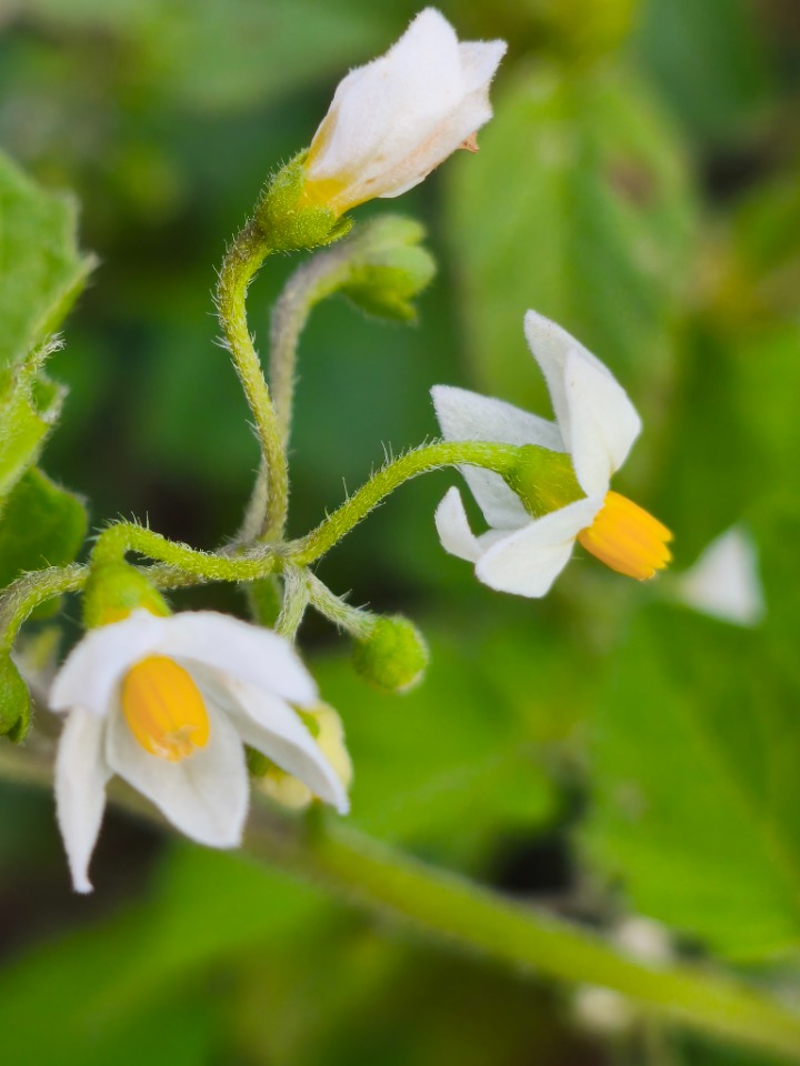 Solanum nigrum