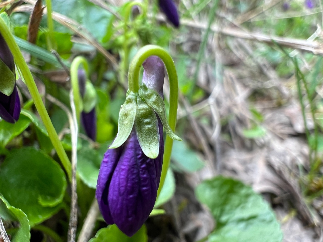 Viola alba