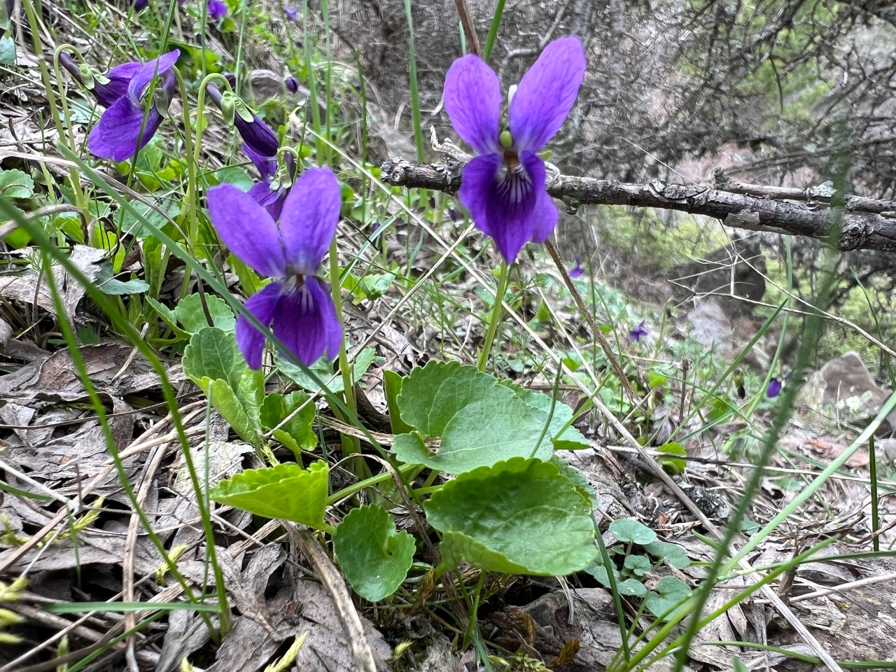 Viola alba