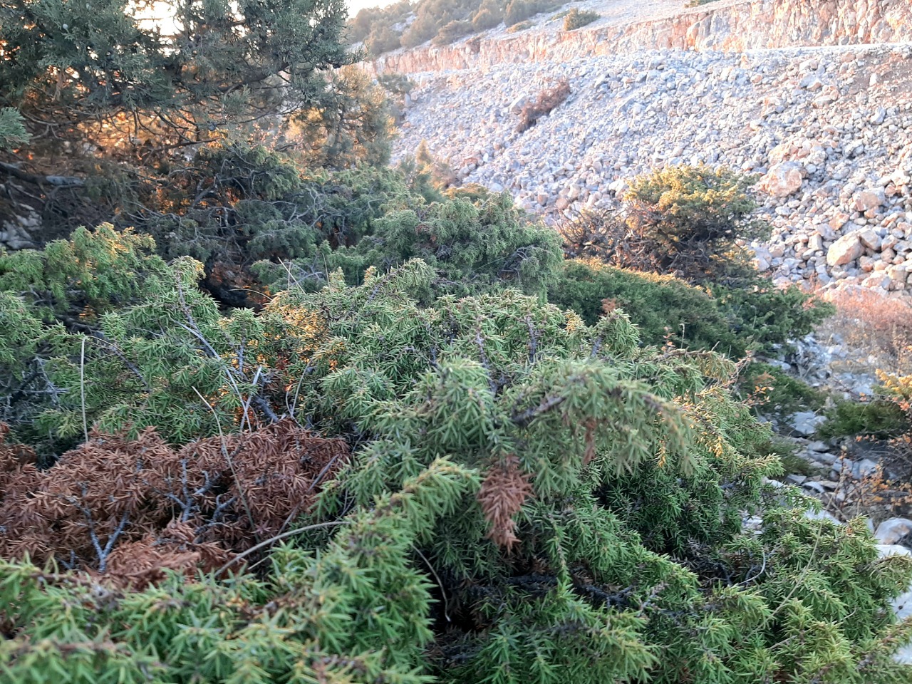 Juniperus oxycedrus subsp. oxycedrus var. spilinanus