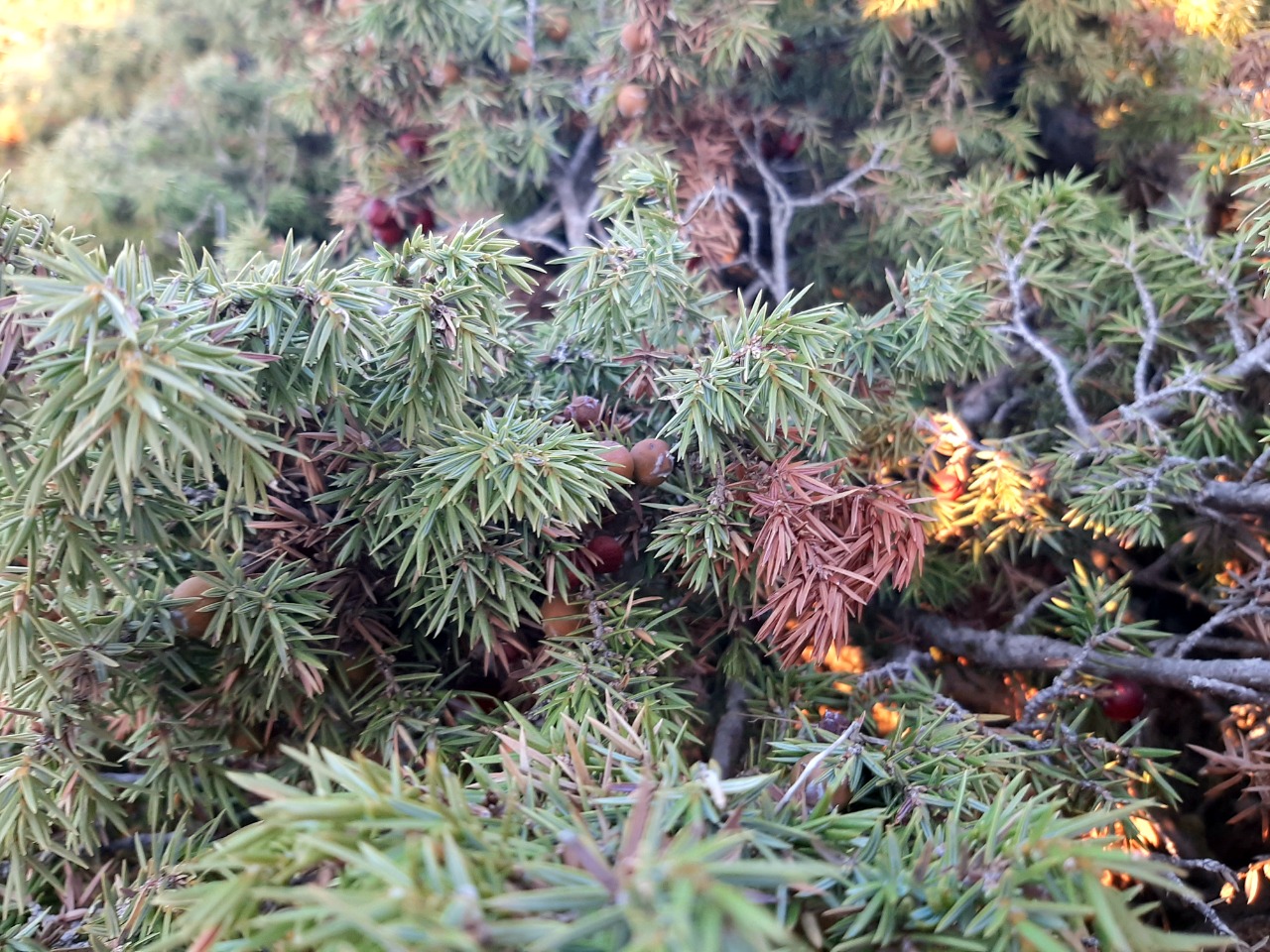 Juniperus oxycedrus subsp. oxycedrus var. spilinanus