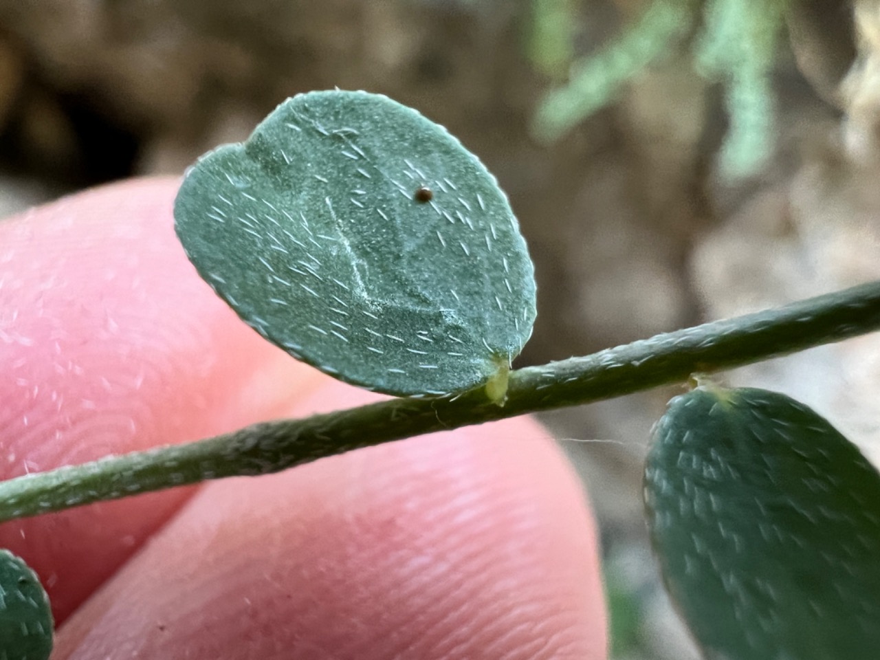 Astragalus achundovii