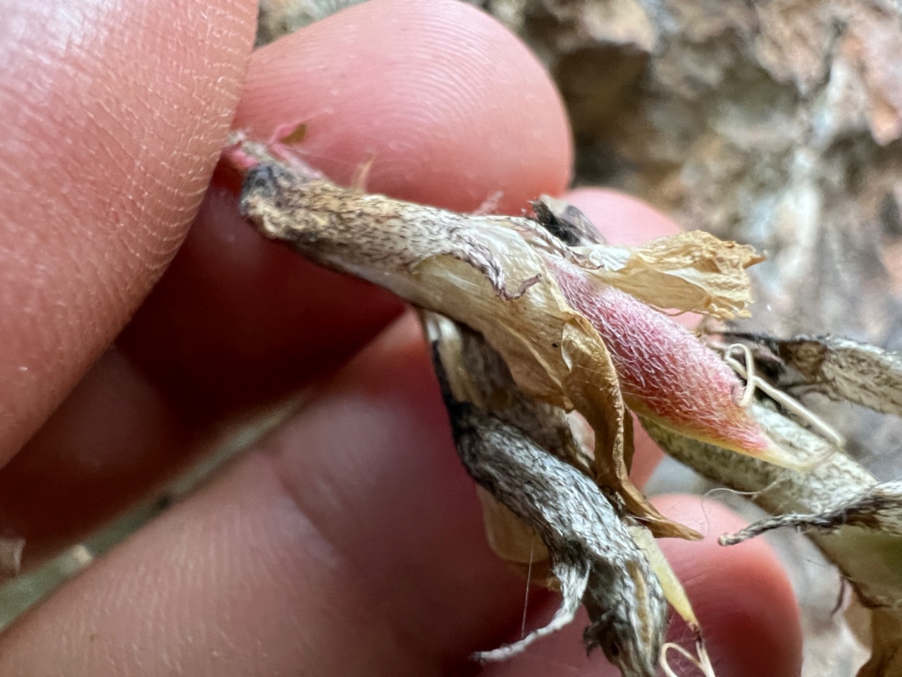 Astragalus achundovii