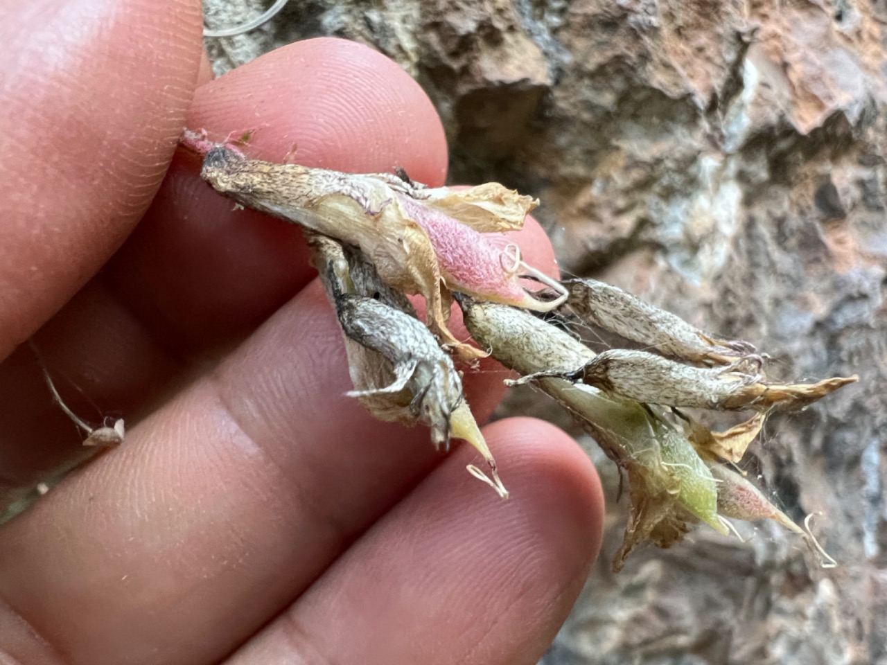 Astragalus achundovii